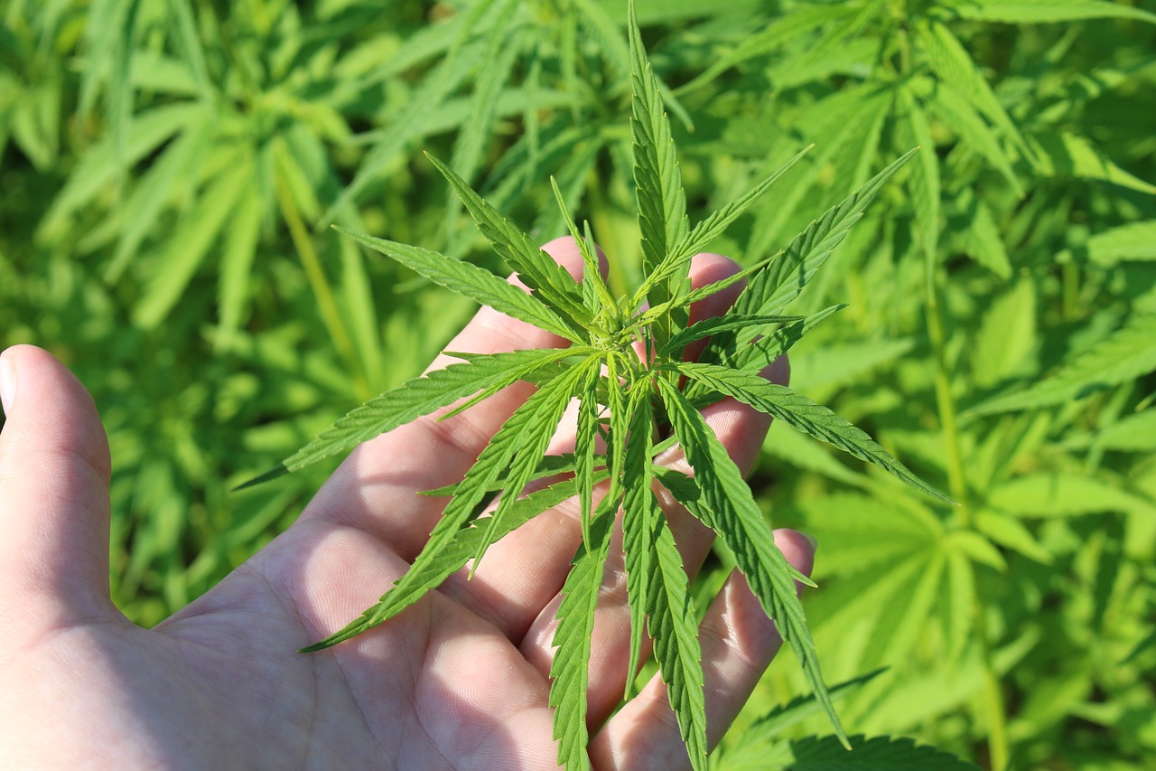 Comment conserver au mieux votre cannabis CBD