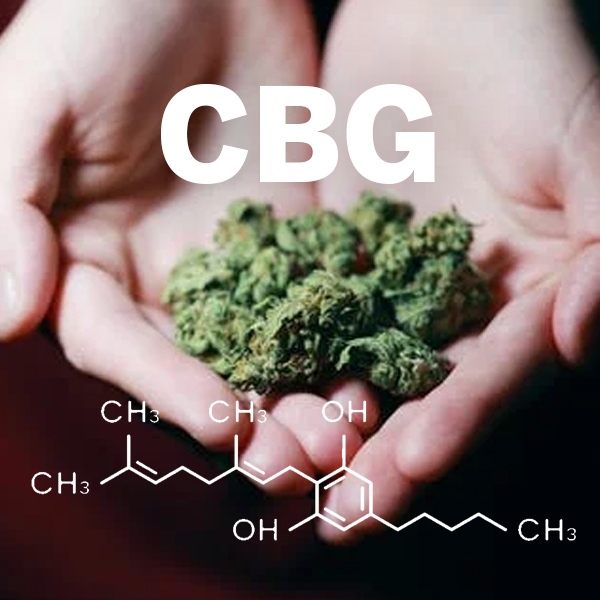 Qu'est-ce que l'huile de CBG et quels sont ses bienfaits ?