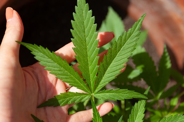 Comment cultiver des fleurs de CBD
