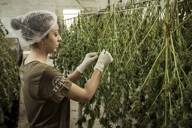 Législation sur le Cannabidiol (CBD) en France et ailleurs