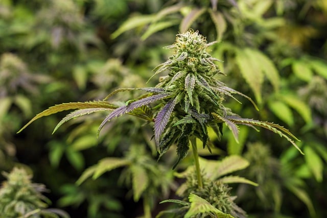 Étude des effets secondaires possibles associés à l'utilisation de l'huile de CBD