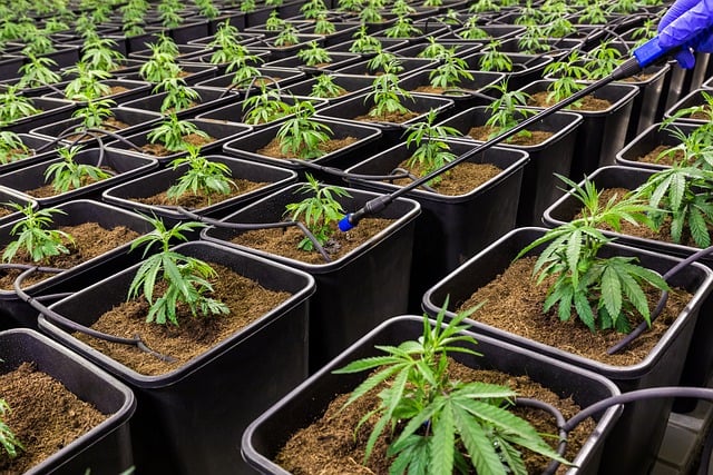Comment conserver et utiliser l'huile de CBD