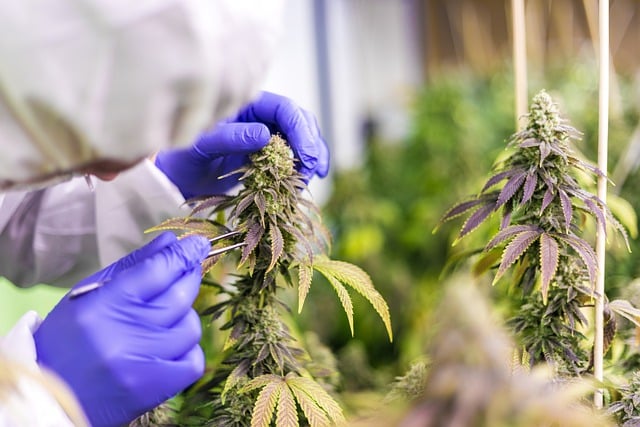 Guide des produits à base d'huile de CBD disponibles sur le marché
