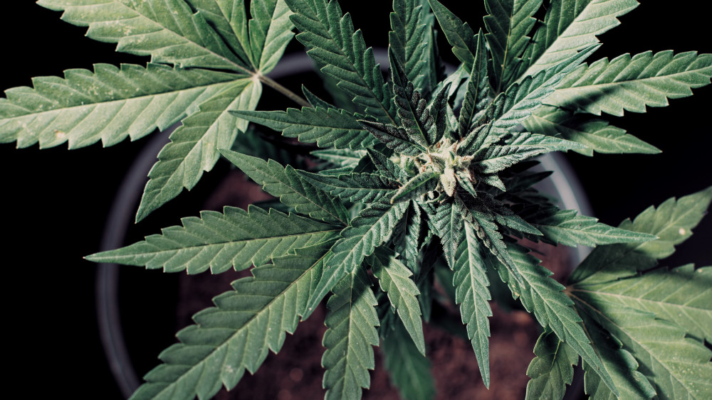 Le Petit Chaperon Rouge : une version inédite avec du CBD
