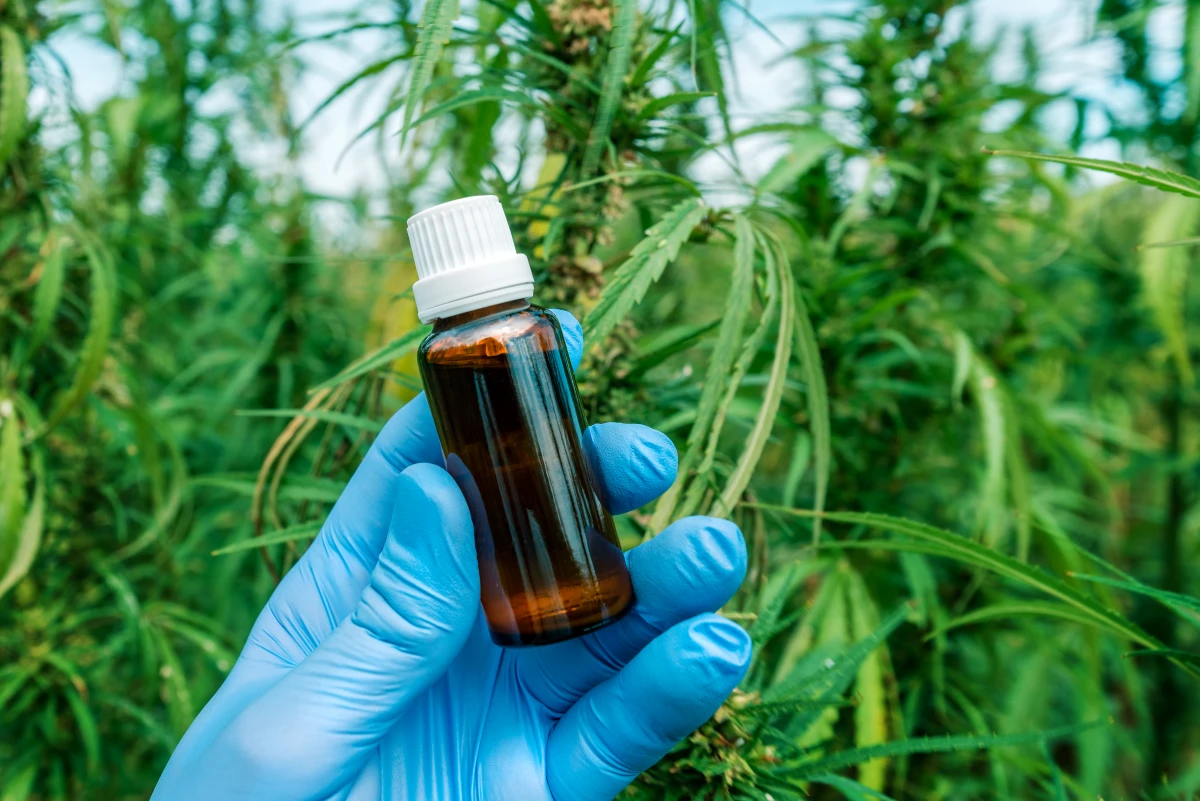 Gélules vs Huile de CBD : Quelle Forme Choisir pour une Efficacité Optimale ?