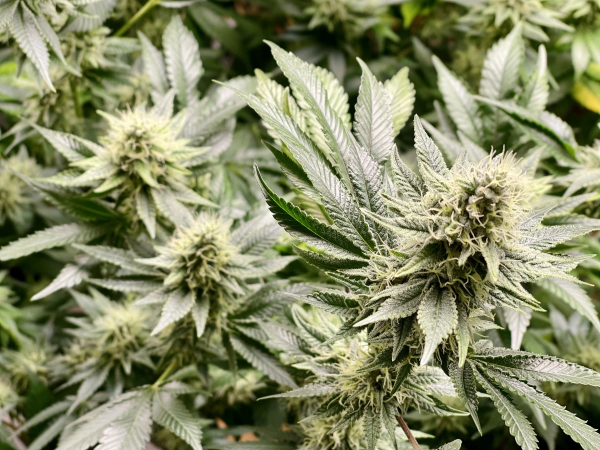 Fleurs de CBD : Découvrez les Secrets d'une Consommation Optimale