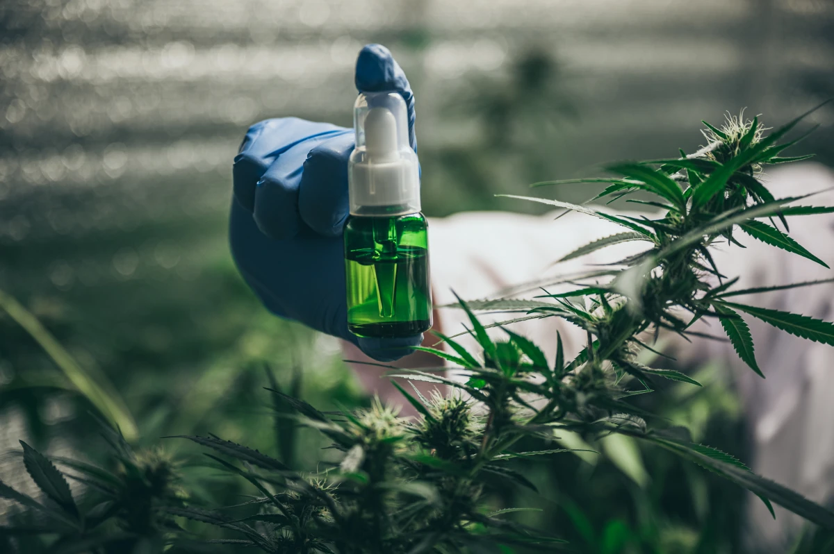 Le CBD, nouvel espoir contre les douleurs chroniques ?