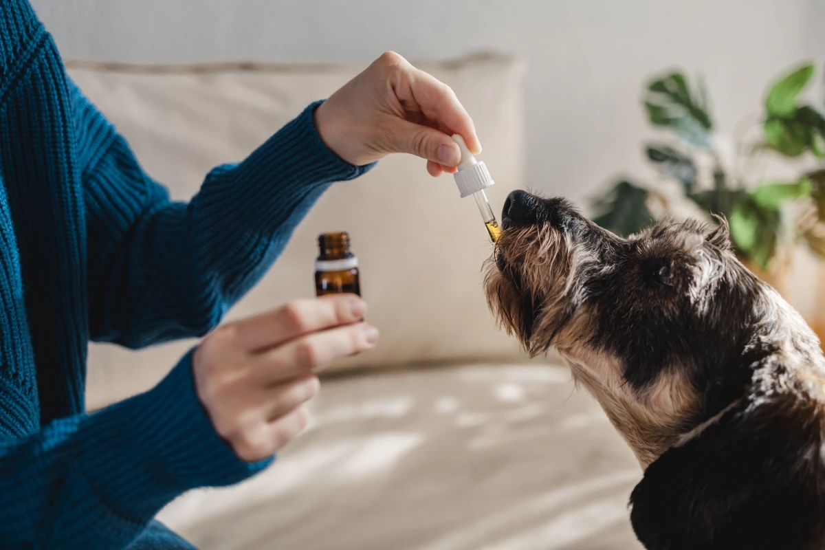 Cultivez votre propre CBD : Guide complet pour faire pousser des fleurs de chanvre chez soi