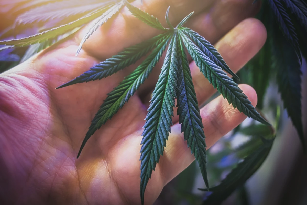 CBD : Les précautions essentielles pour une utilisation sûre et efficace