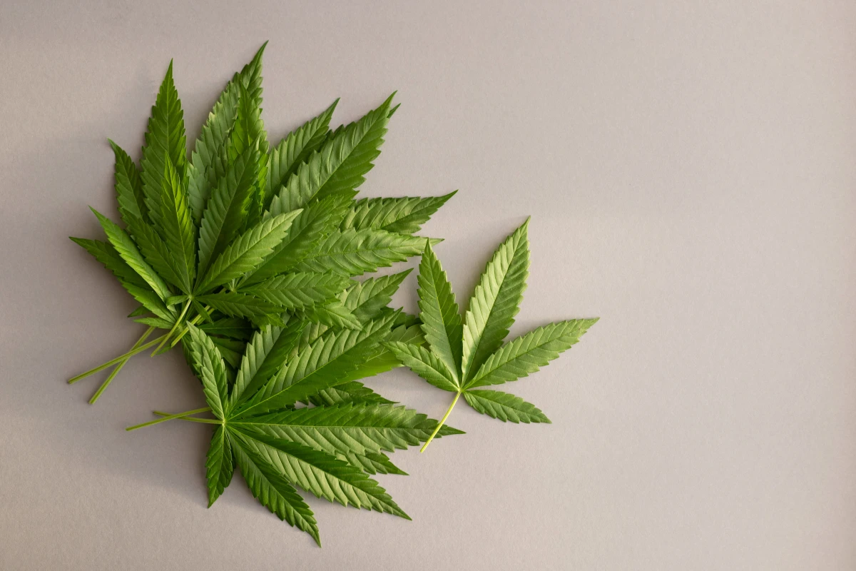 Le CBD en Europe : Entre Légalité et Controverse