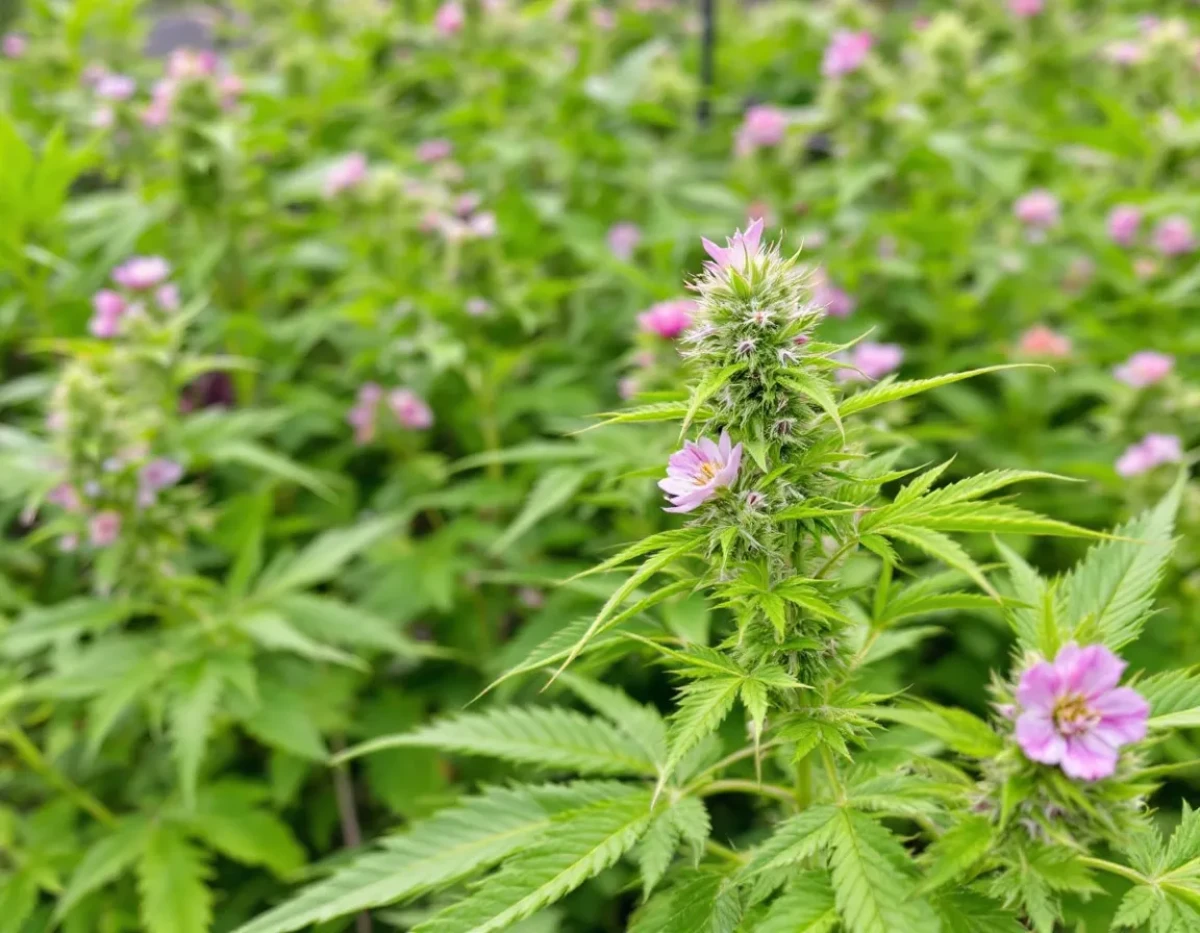 Fleurs de CBD : Le Guide Ultime pour Choisir la Meilleure Variété
