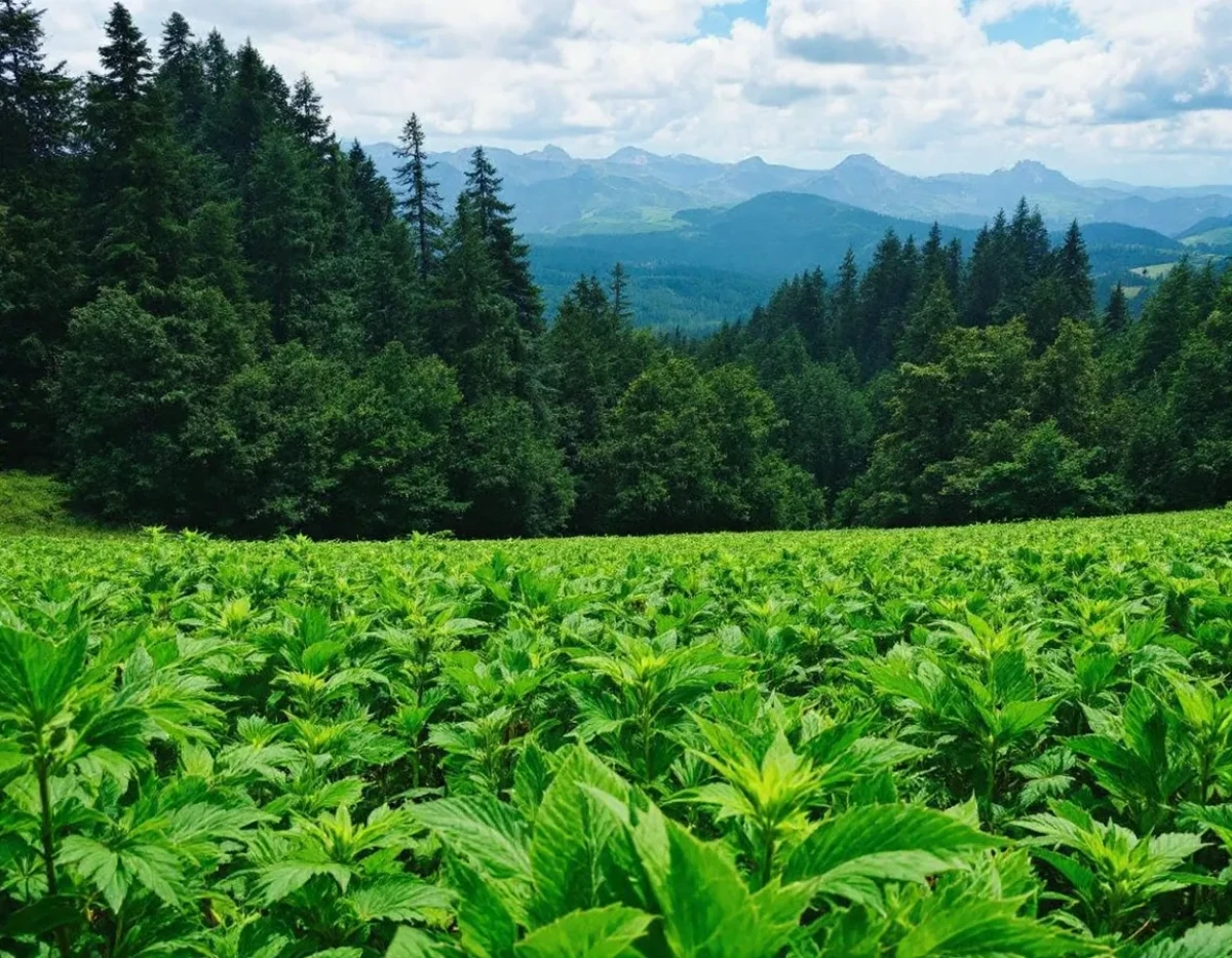 La révolution verte : Quand le CBD s'invite dans la cuisine végétarienne