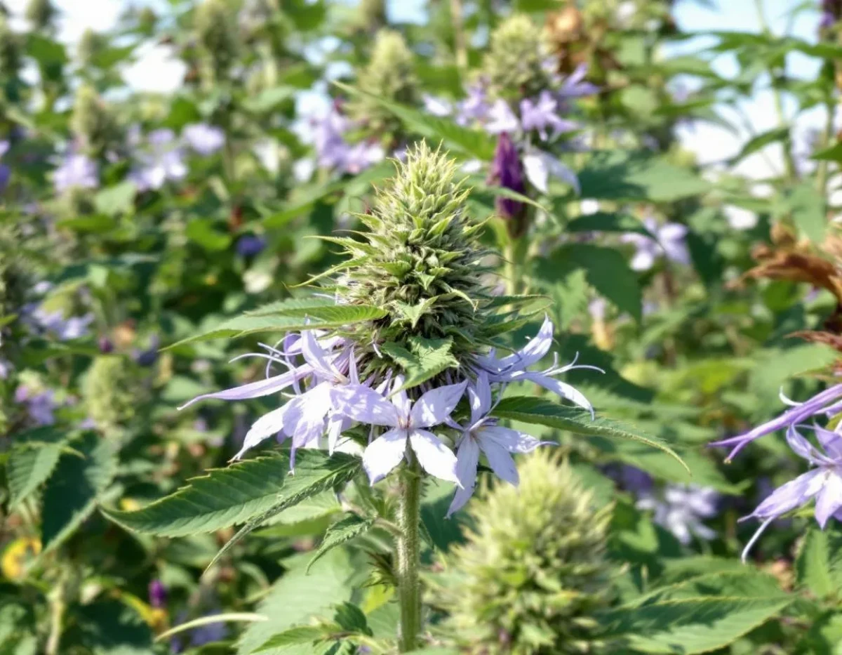 Révolution bien-être : Les fleurs de CBD dévoilent leurs secrets